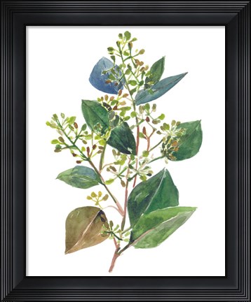 Framed Seeded Eucalyptus II Print