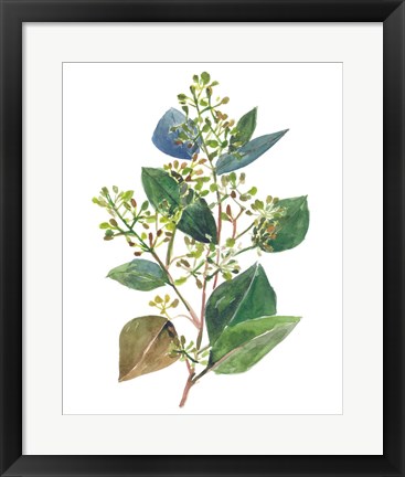Framed Seeded Eucalyptus II Print