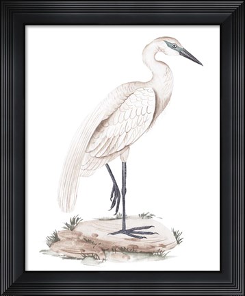 Framed White Heron IV Print