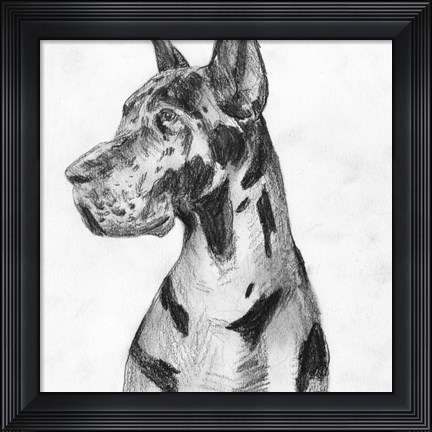 Framed Great Dane Portrait I Print