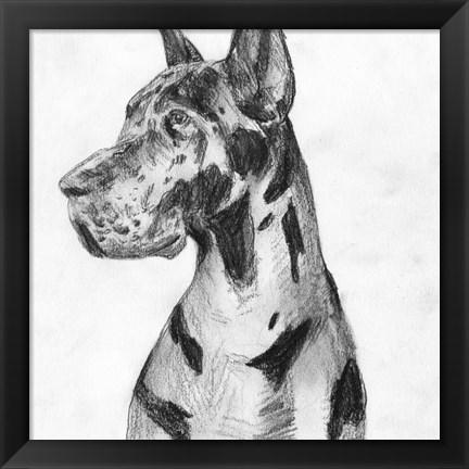 Framed Great Dane Portrait I Print