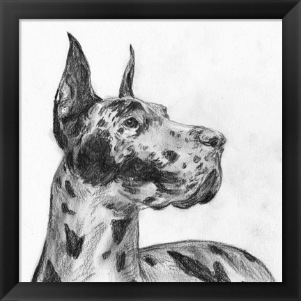 Framed Great Dane Portrait II Print