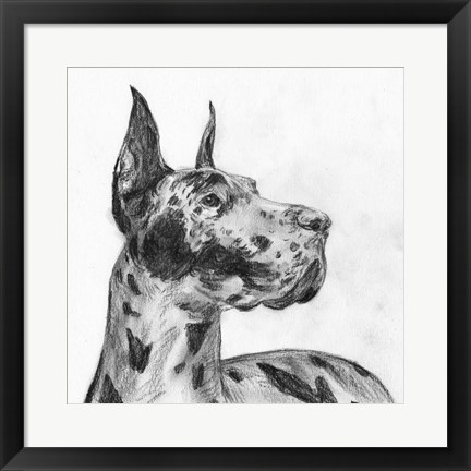 Framed Great Dane Portrait II Print