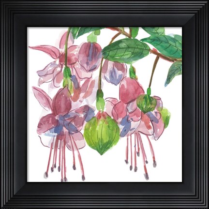 Framed Fuchsias I Print