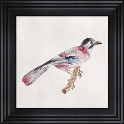 Framed Bird Sketch I Print