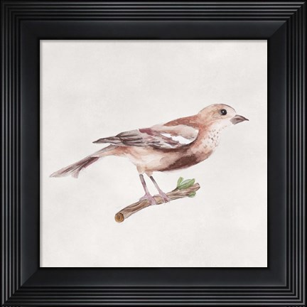 Framed Bird Sketch IV Print