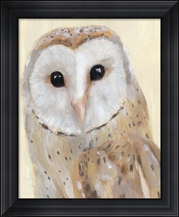 Framed Common Barn Owl I Print