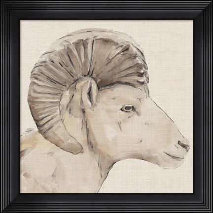 Framed Bighorn Profile II Print