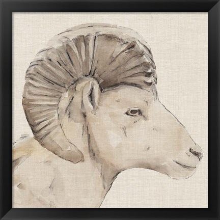 Framed Bighorn Profile II Print