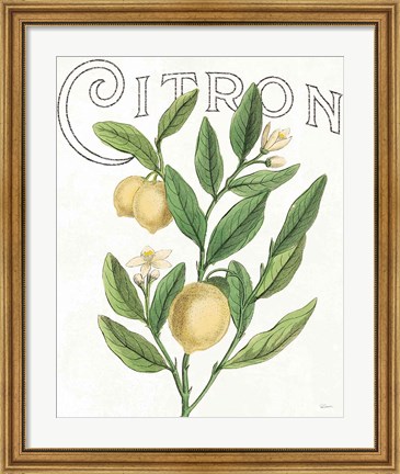 Framed Classic Citrus V Light Print