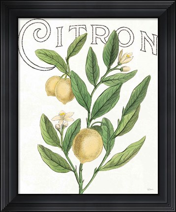 Framed Classic Citrus V Light Print