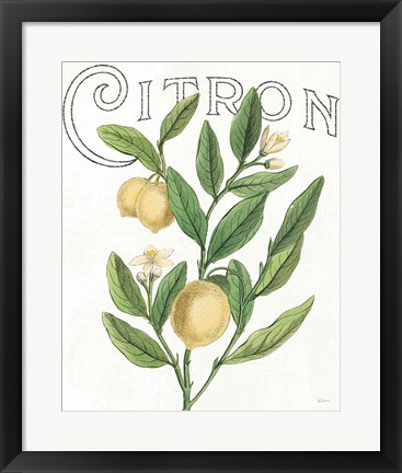 Framed Classic Citrus V Light Print