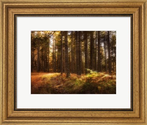 Framed Painting of a Forest Print