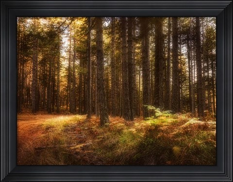 Framed Painting of a Forest Print