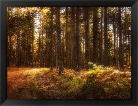 Framed Painting of a Forest Print