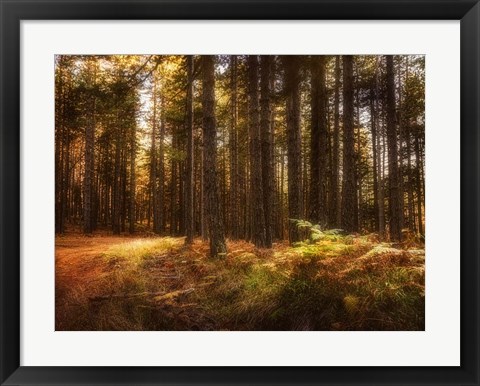 Framed Painting of a Forest Print