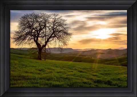 Framed Tree Print