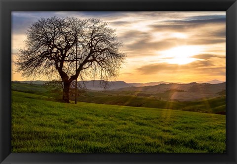 Framed Tree Print