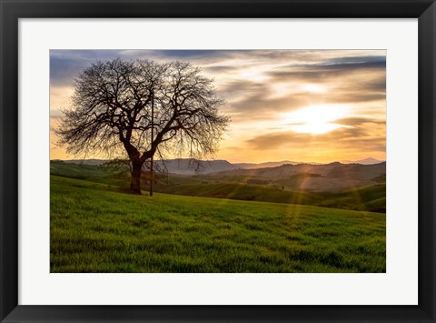 Framed Tree Print