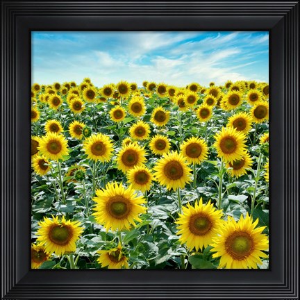Framed Cortona Sunflowers #2 Print