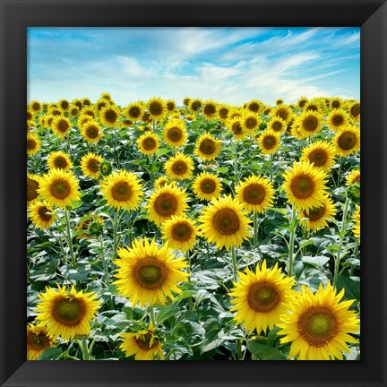 Framed Cortona Sunflowers #2 Print