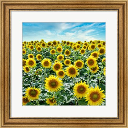 Framed Cortona Sunflowers #2 Print