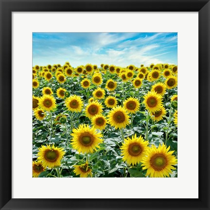 Framed Cortona Sunflowers #2 Print