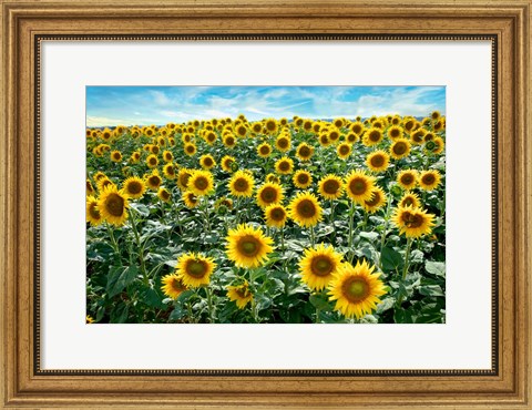 Framed Cotona Sunflowers #1 Print