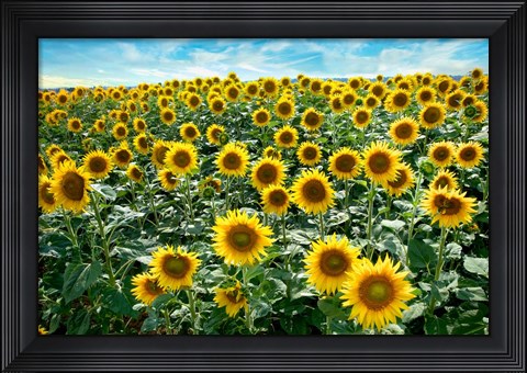 Framed Cotona Sunflowers #1 Print