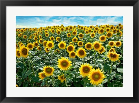 Framed Cotona Sunflowers #1 Print