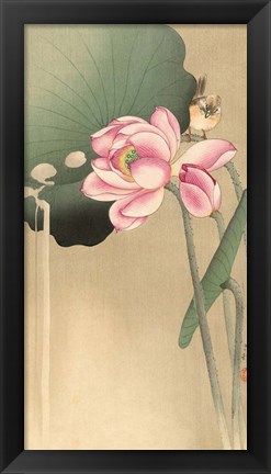 Framed Songbird and Lotus, 1900-1936 Print