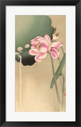 Framed Songbird and Lotus, 1900-1936 Print