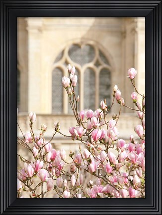 Framed Spring Magnolias In Paris Print