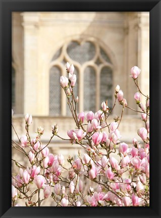 Framed Spring Magnolias In Paris Print