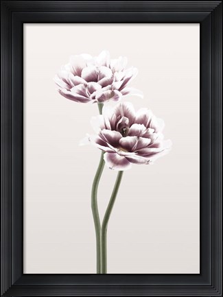 Framed Cosmos 1 Print