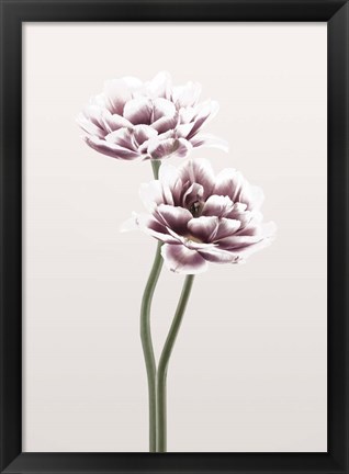 Framed Cosmos 1 Print