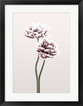 Framed Cosmos 1 Print