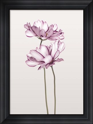 Framed Cosmos 2 Print