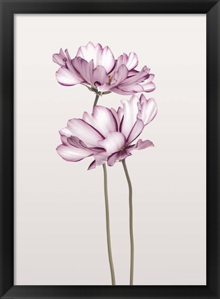 Framed Cosmos 2 Print