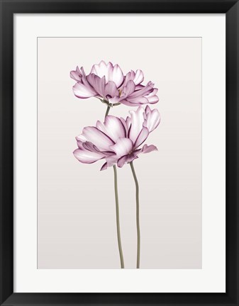 Framed Cosmos 2 Print