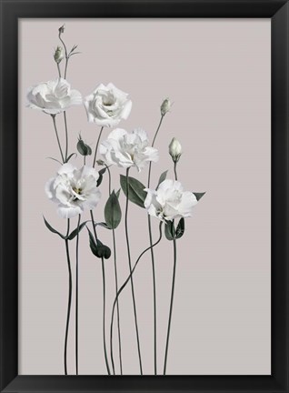 Framed Flower 1 Print