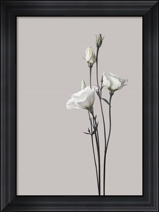 Framed Flower 2 Print