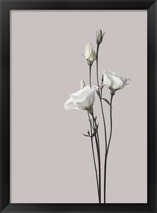 Framed Flower 2 Print