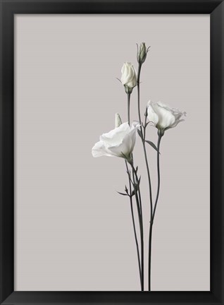 Framed Flower 2 Print