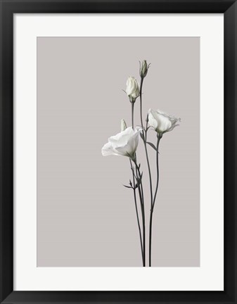 Framed Flower 2 Print