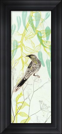 Framed Eager To Fly Wattlebird Print