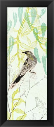 Framed Eager To Fly Wattlebird Print