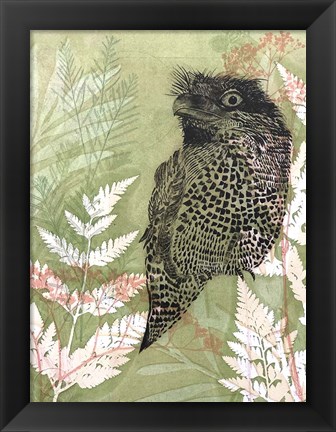 Framed Tawny Frog Mouth Print