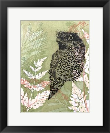 Framed Tawny Frog Mouth Print