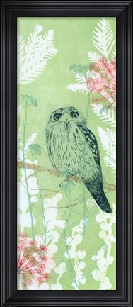 Framed Tranquil Tawny Frog Mouth Print